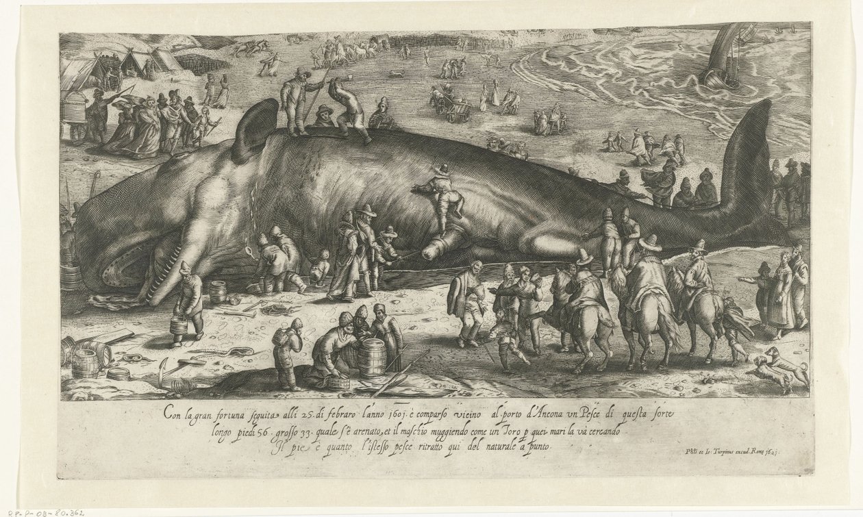 Cópia da baleia encalhada em Berckhey de 1598 enquanto a baleia estava em Ancona em 1601 Ritratto d