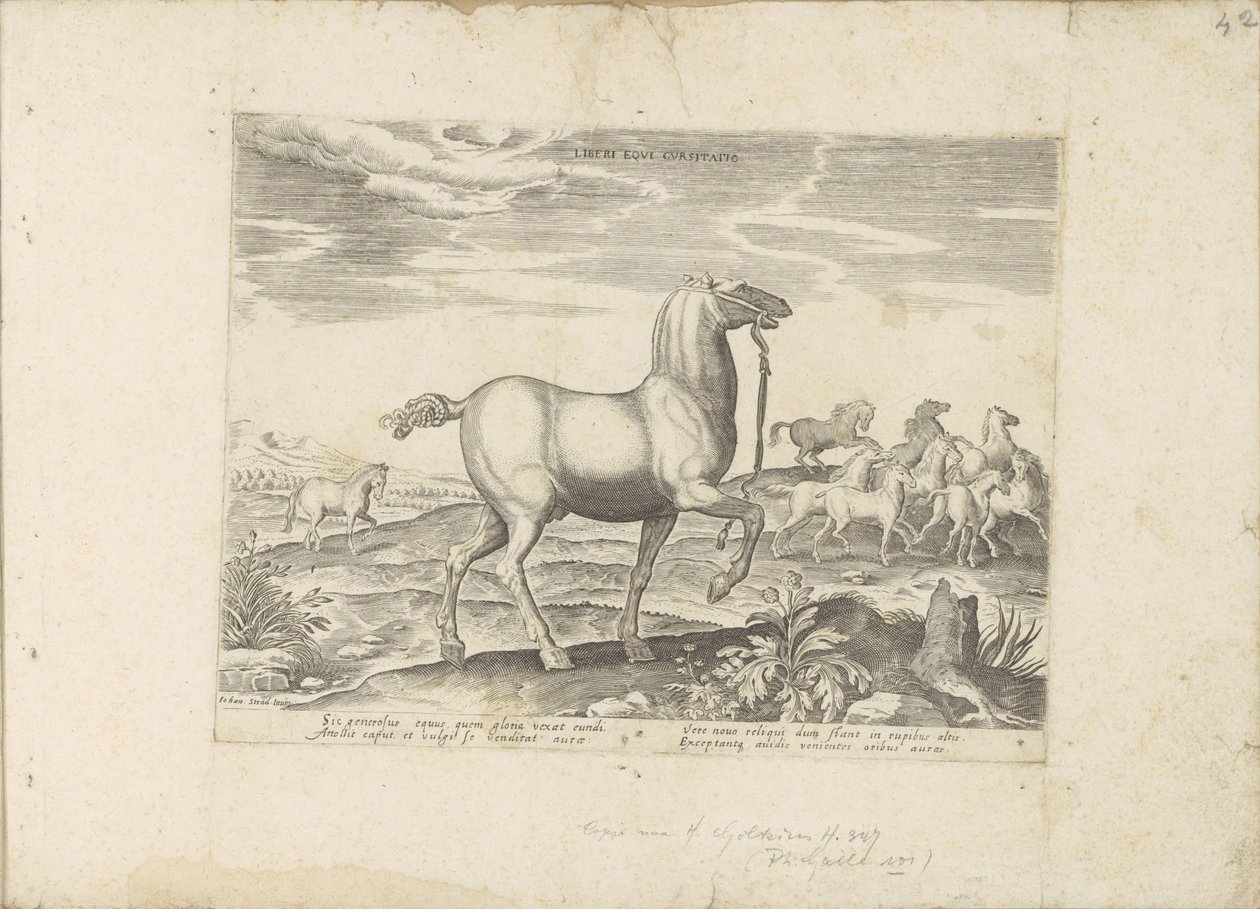 Manada de cavalos selvagens
Liberi Equi Cursitatio (título sobre o objecto)
Raças de cavalos dos estábulos reais de Don Juan da Áustria (título da série)
Equile, in quo omnis generis generosissi: morum equorum ex varijs orbis partibus insignis delectus  de Anonymous