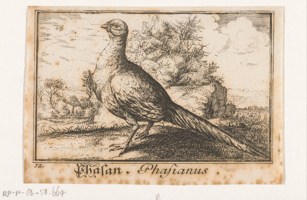 paisagem com faisão Phasan, Phasianus. (título no objeto) de Anonymous