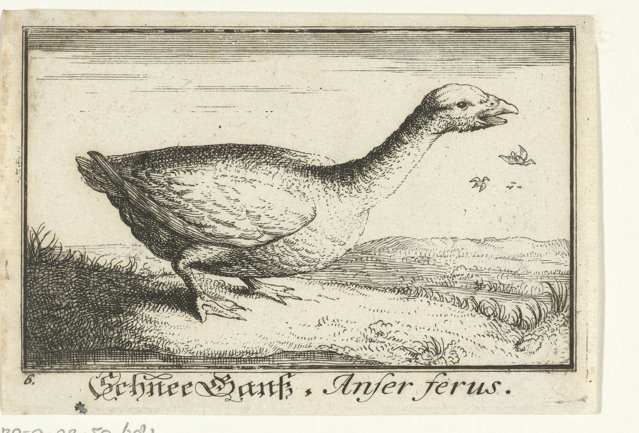 Paisagem com ganso selvagem
Schnee Goose, Anfer ferus. (título sobre o objecto) de Anonymous