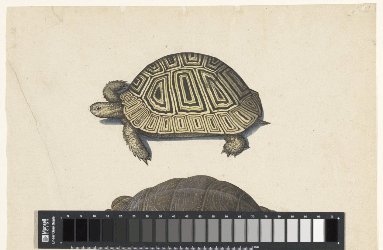 Landschildpad Álbum Lombard (título da série) de Anonymous