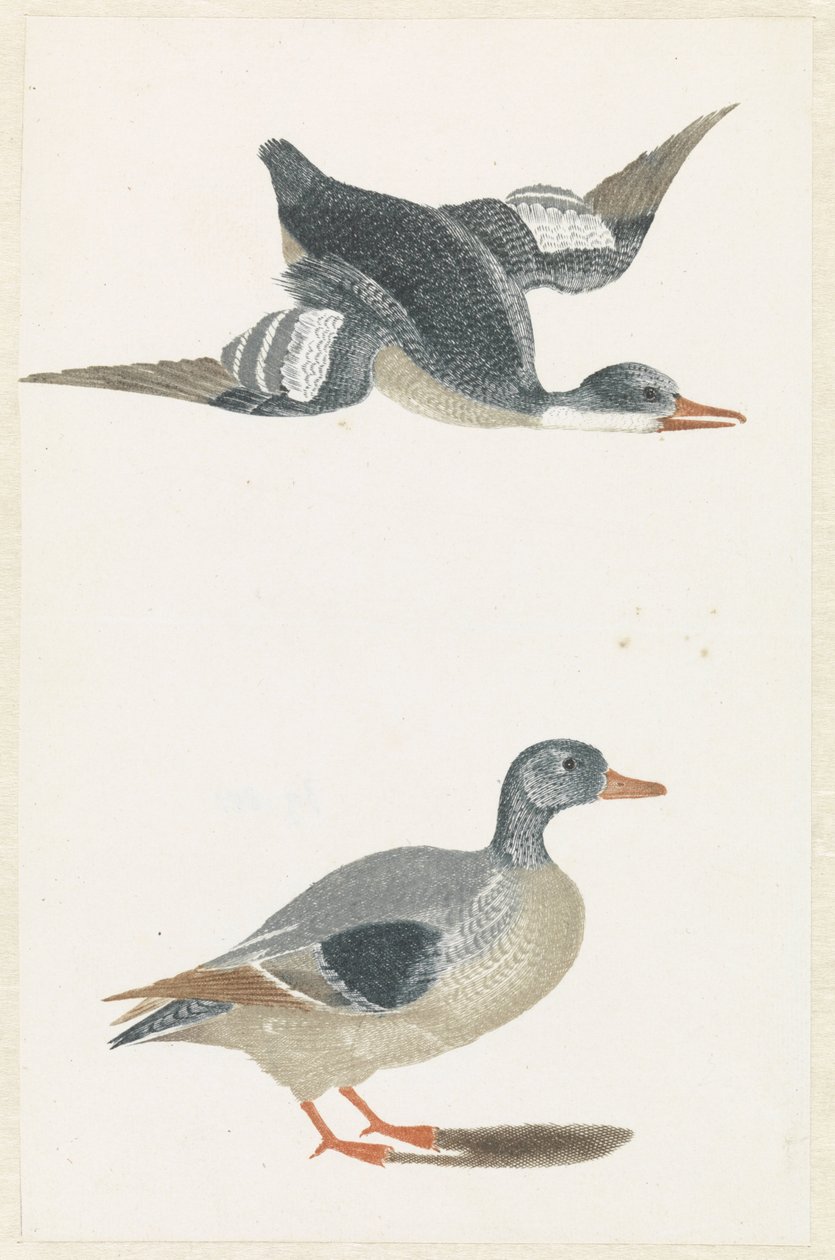 Pato voando para a direita e pato em pé de Anonymous
