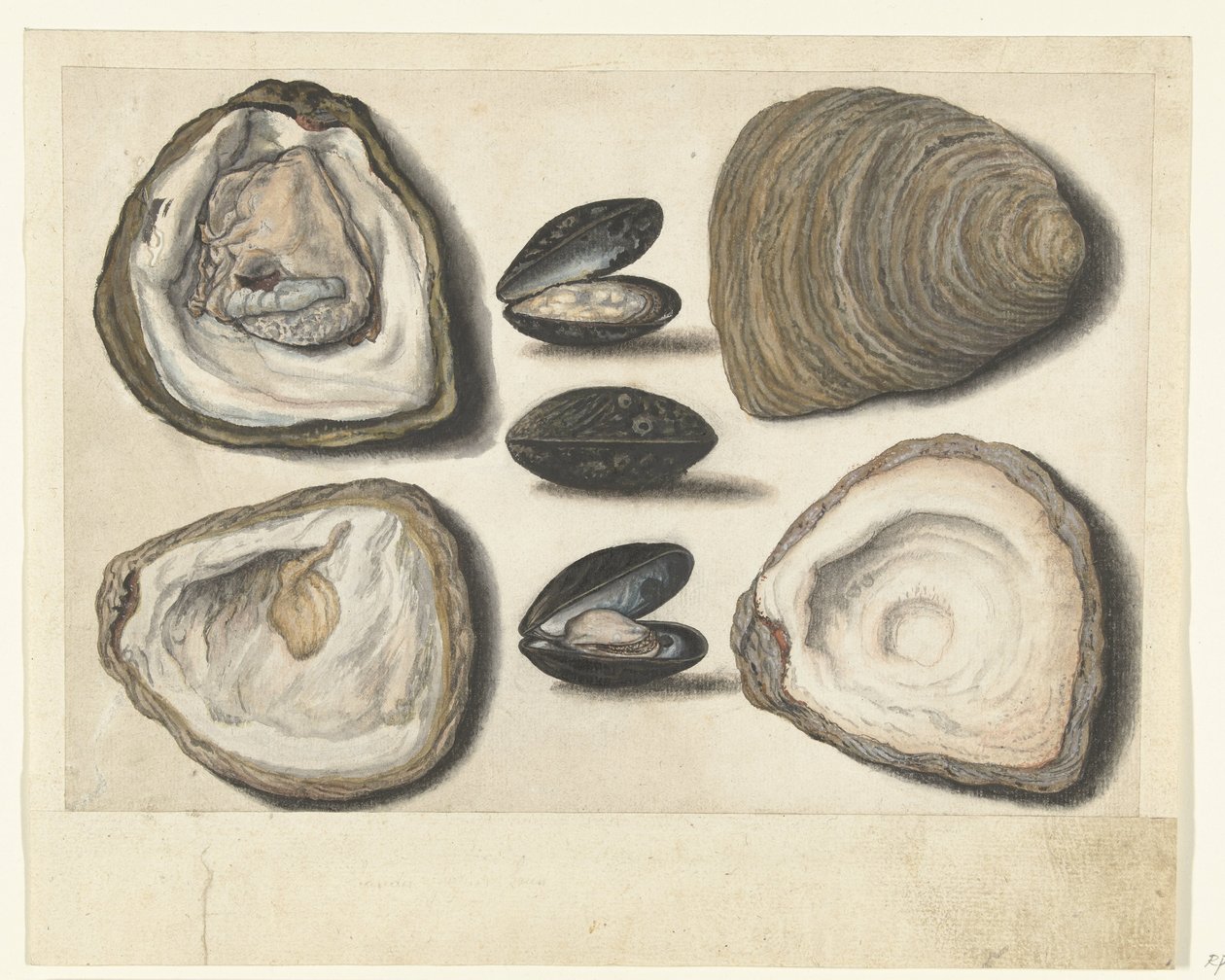 Oesters en mosselen
Álbum Lombard (título da série) de Anonymous