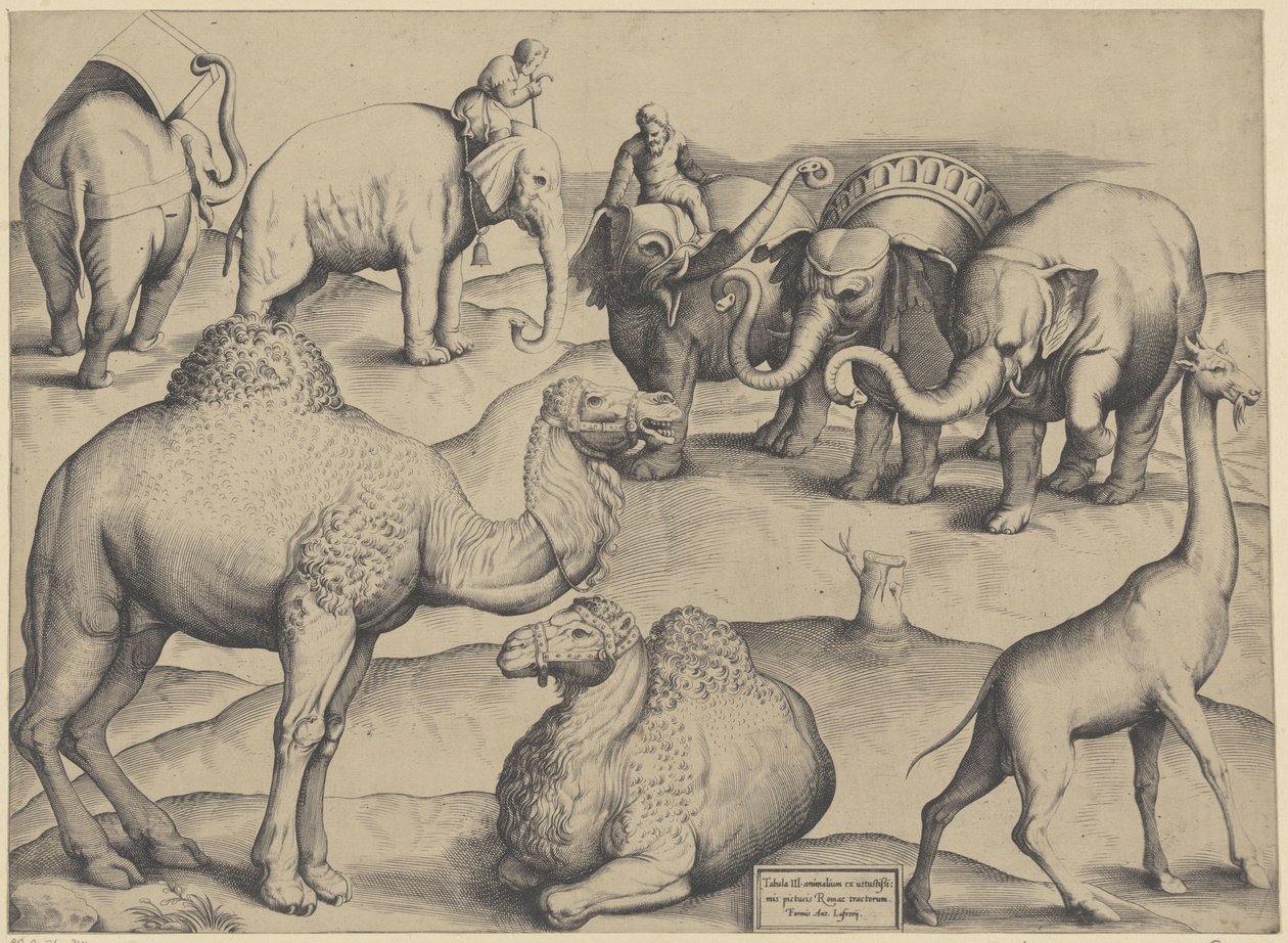Olifanten, dromedarissen e uma girafa
Tabula III animalium ex vetustissimis picturis Romae tractorum (título sobre o objecto)
Speculum Romanae Magnificentiae (título da série) de Anonymous