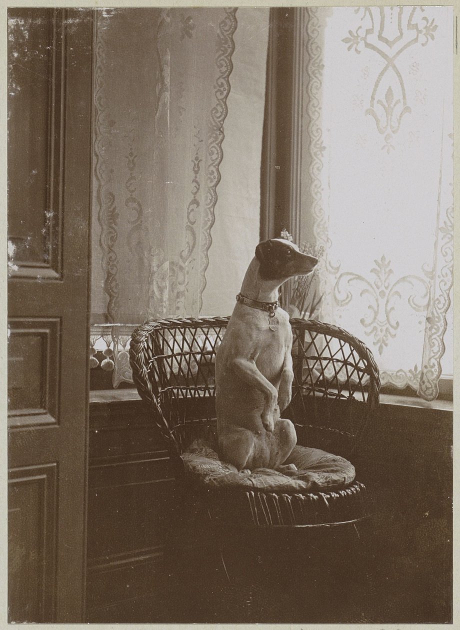 Cachorro sentado em uma cadeira perto de uma janela de Anonymous