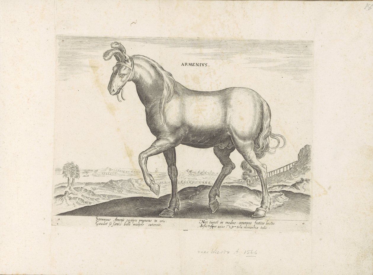 Paard uit Armênia Armenius (título no objeto) Paardenrassen uit de Koninklijke stallen van Don Juan van Oostenrijk (título da série) O cavalo, no qual todos os tipos de nobres: o comportamento de cavalos distintos de várias partes do mundo selecionado (... de Anonymous