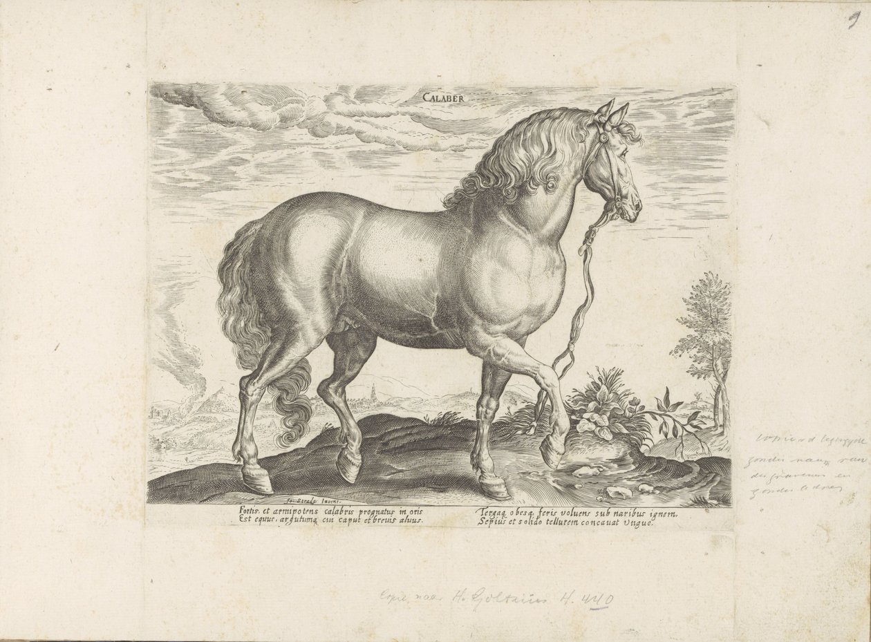 Cavalo da Calábria
Calaber (título sobre o objecto)
Raças de cavalos dos estábulos reais de Don Juan da Áustria (título da série)
Equile, in quo omnis generis generosissi: morum equorum ex varijs orbis partibus insignis delectus (...) (título da série s de Anonymous
