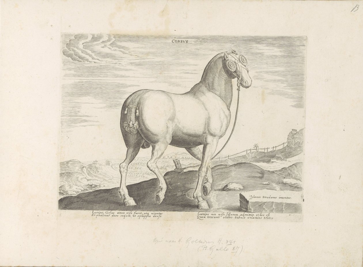 Cavalo da Córsega
Córsego (título sobre o objecto)
Raças de cavalos dos estábulos reais de Don Juan da Áustria (título da série)
Equile, in quo omnis generis generosissi: morum equorum ex varijs orbis partibus insignis delectus (...) (título da série so de Anonymous