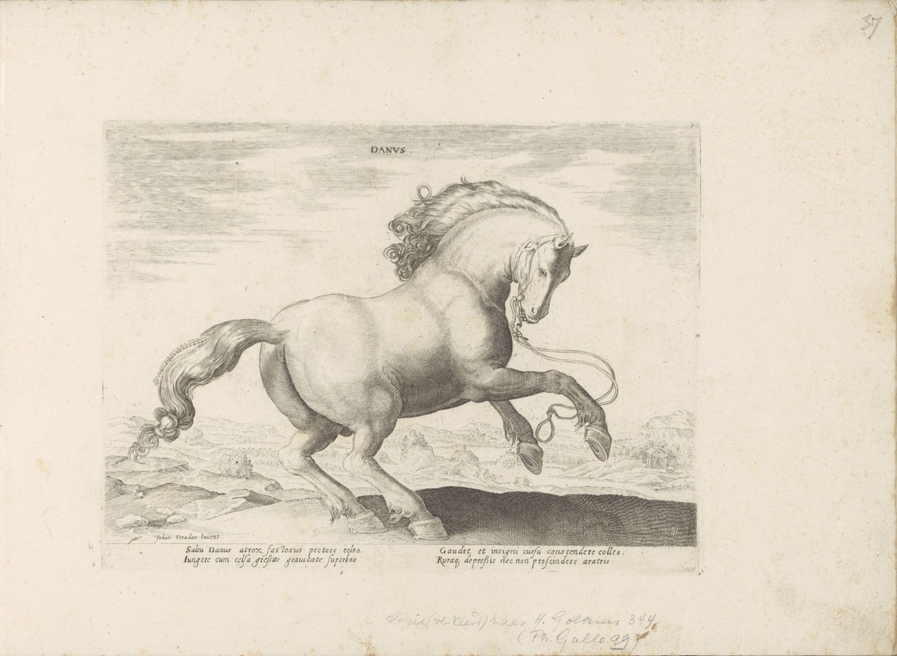 Cavalo da Dinamarca
Danus (título sobre o objecto)
Raças de cavalos dos estábulos reais de Don Juan da Áustria (título da série)
Equile, in quo omnis generis generosissi: morum equorum ex varijs orbis partibus insignis delectus (...) (título da série so de Anonymous