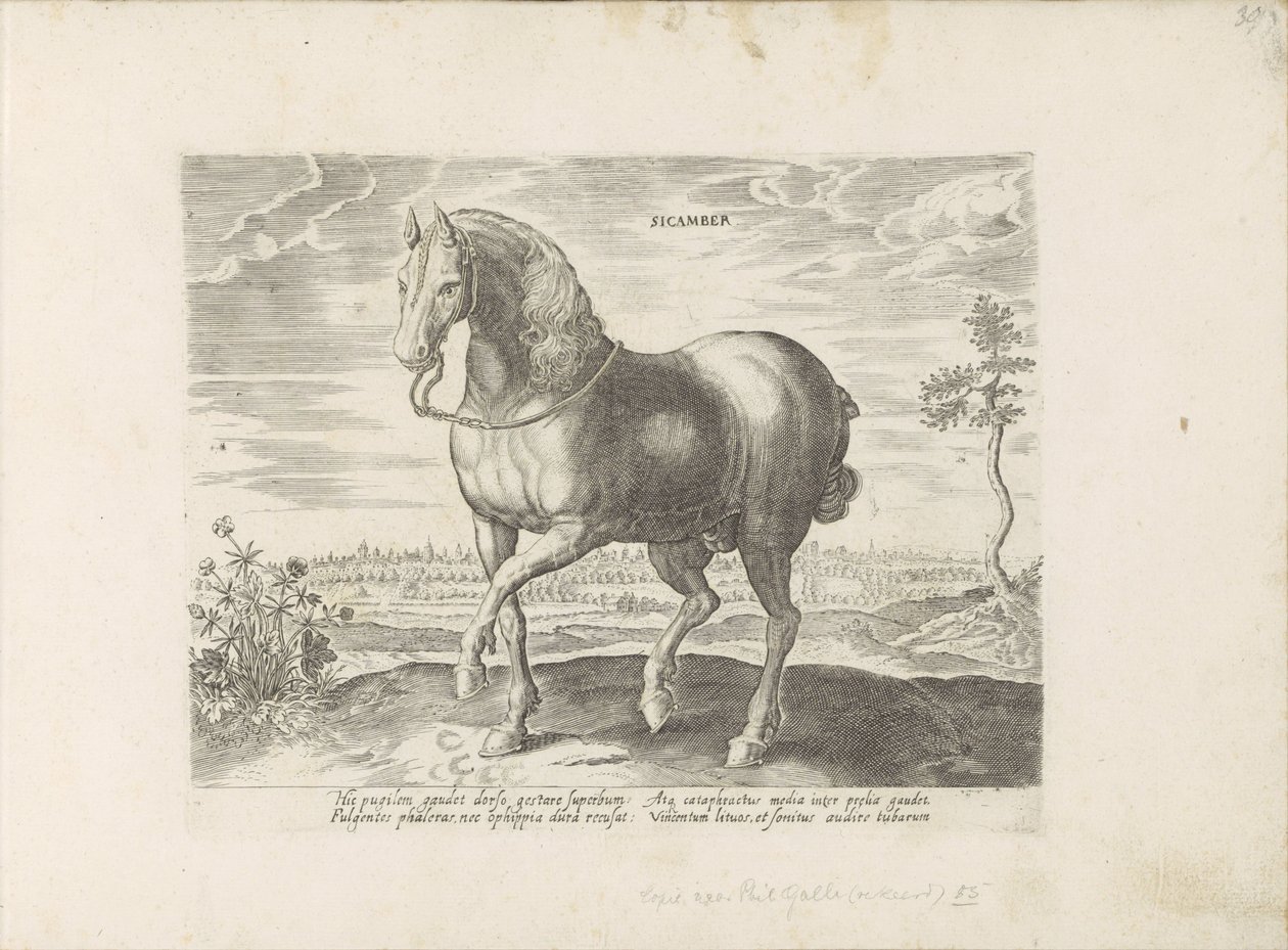 Cavalo de Gelre
Sicamber (título sobre o objecto)
Raças de cavalos dos estábulos reais de Don Juan da Áustria (título da série)
Equile, in quo omnis generis generosissi: morum equorum ex varijs orbis partibus insignis delectus (...) (título da série sob de Anonymous