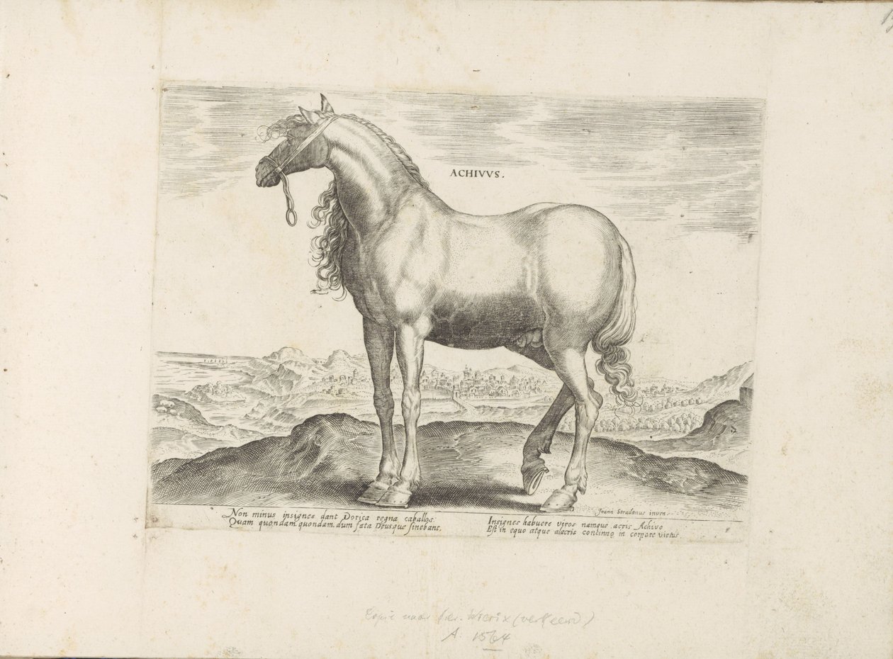 Paard da Grécia Achivus (título no objeto) Paardenrassen uit de Koninklijke stallen van Don Juan van Oostenrijk (título da série) O cavalo, em que todos os tipos de nobres: o comportamento de cavalos distintos de várias partes do mundo selecionado (...) (t de Anonymous