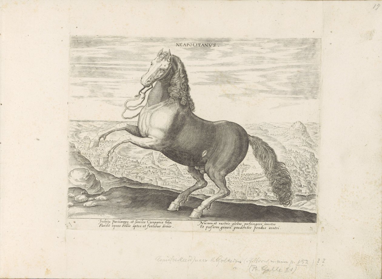 Paard uit Napels Napolitano (título no objeto) Paardenrassen uit de Koninklijke stallen van Don Juan van Oostenrijk (título da série) O cavalo, no qual todos os tipos de nobres: o comportamento de cavalos distintos de várias partes do mundo selecionado (.. de Anonymous