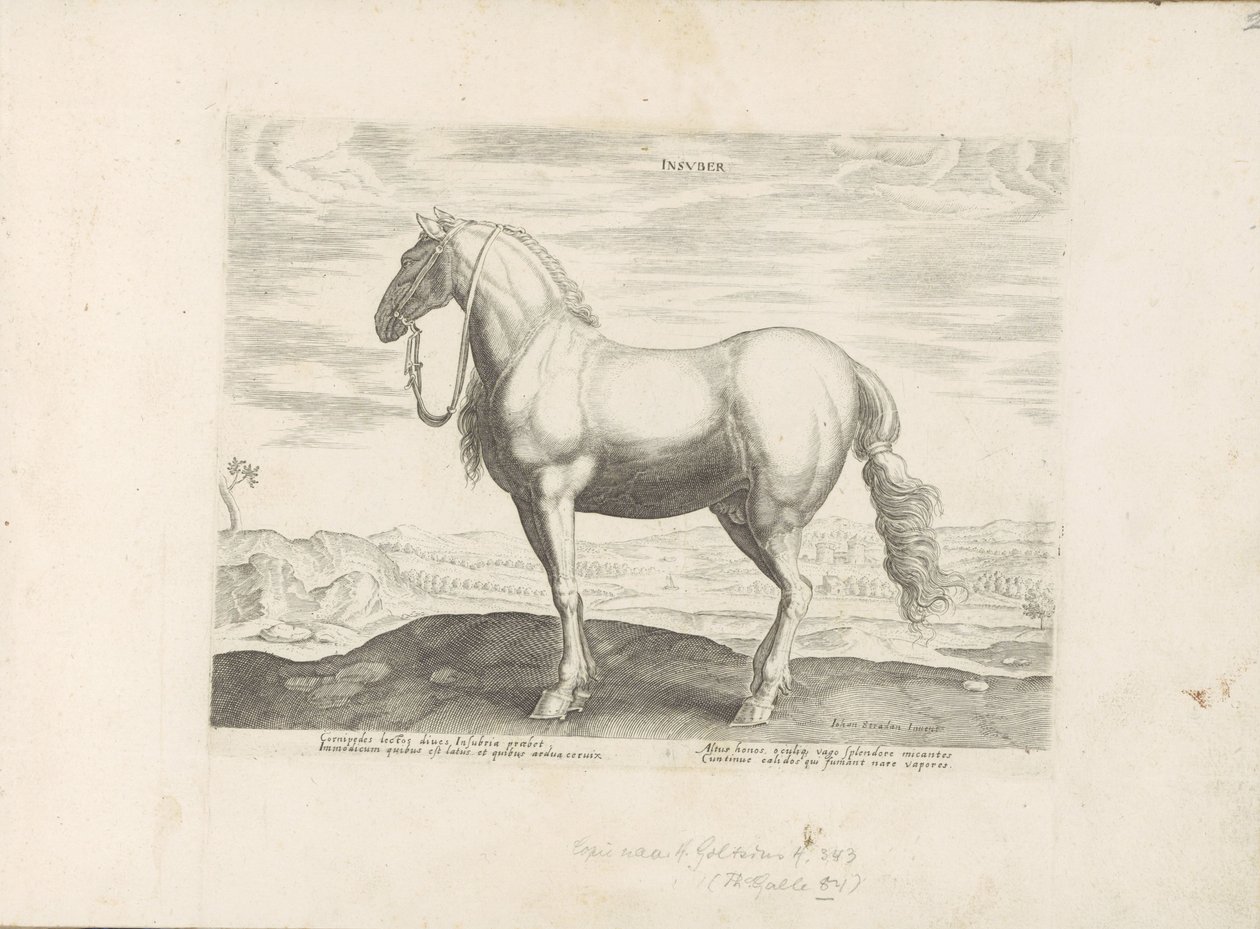 Paard uit Noord-Italië Insuber (título no objeto) Paardenrassen uit de Koninklijke stallen van Don Juan van Oostenrijk (título da série) O cavalo, no qual todos os tipos de nobres: o comportamento de cavalos distintos de várias partes do mundo selecionado  de Anonymous