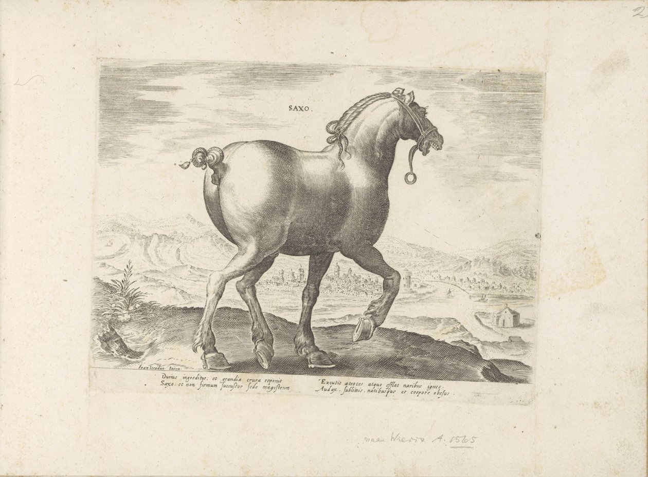 Cavalo da Saxónia
Saxo (título sobre o objecto)
Raças de cavalos dos estábulos reais de Don Juan da Áustria (título da série)
Equile, in quo omnis generis generosissi: morum equorum ex varijs orbis partibus insignis delectus (...) (título da série sobre de Anonymous