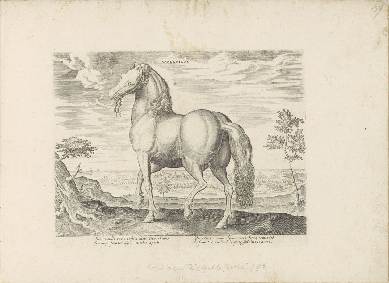 Cavalo da Sardenha
Sardonicus (título sobre o objecto)
Raças de cavalos dos estábulos reais de Don Juan da Áustria (título da série)
Equile, in quo omnis generis generosissi: morum equorum ex varijs orbis partibus insignis delectus (...) (título da séri de Anonymous