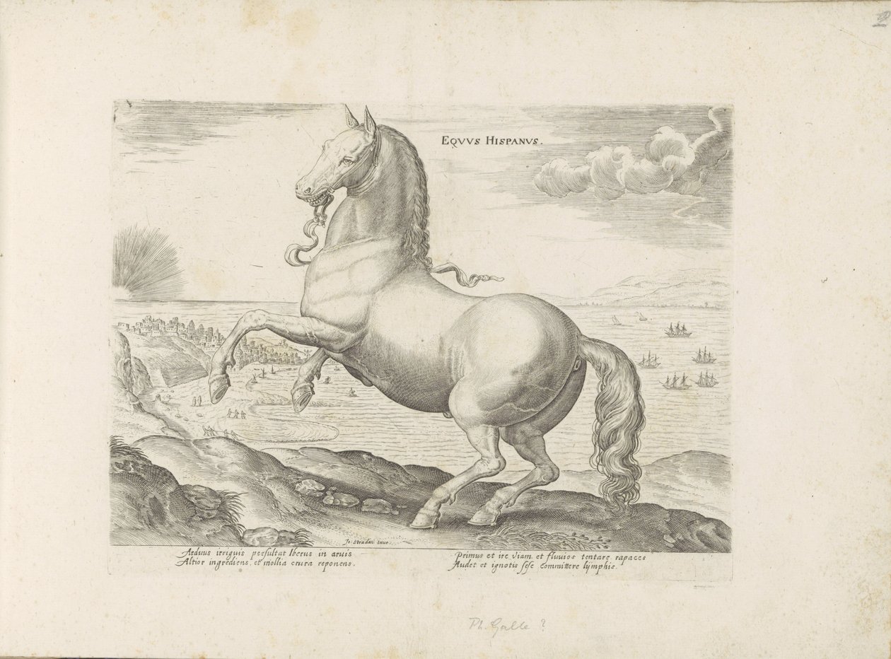 Paard uit Spanje Cavalo espanhol (título no objeto) Paardenrassen uit de Koninklijke stallen van Don Juan van Oostenrijk (título da série) O cavalo, no qual todos os tipos de nobres: o comportamento de cavalos distintos de várias partes do mundo selecionad de Anonymous