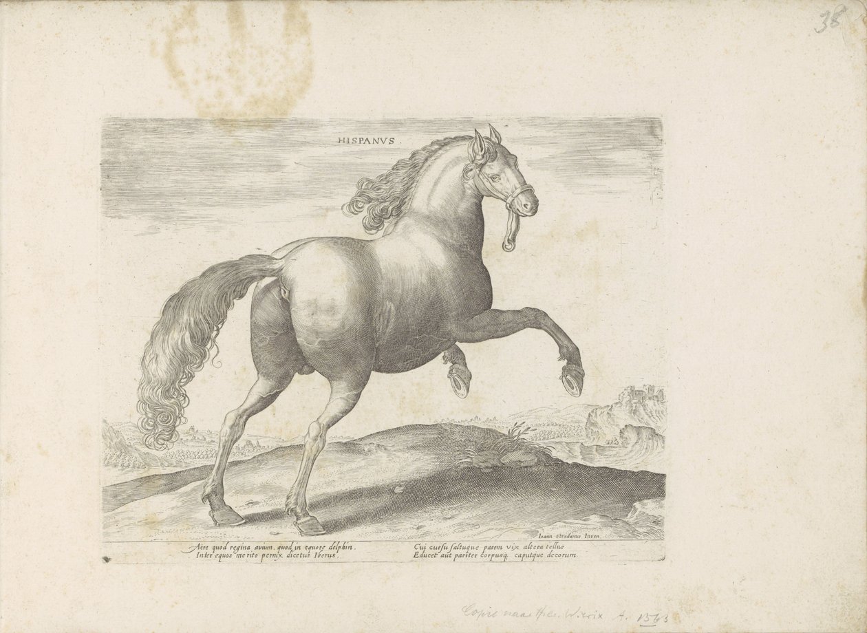 Cavalo de Espanha
Hispanus (título sobre o objecto)
Raças de cavalos dos estábulos reais de Don Juan da Áustria (título da série)
Equile, in quo omnis generis generosissi: morum equorum ex varijs orbis partibus insignis delectus (...) (título da série e de Anonymous