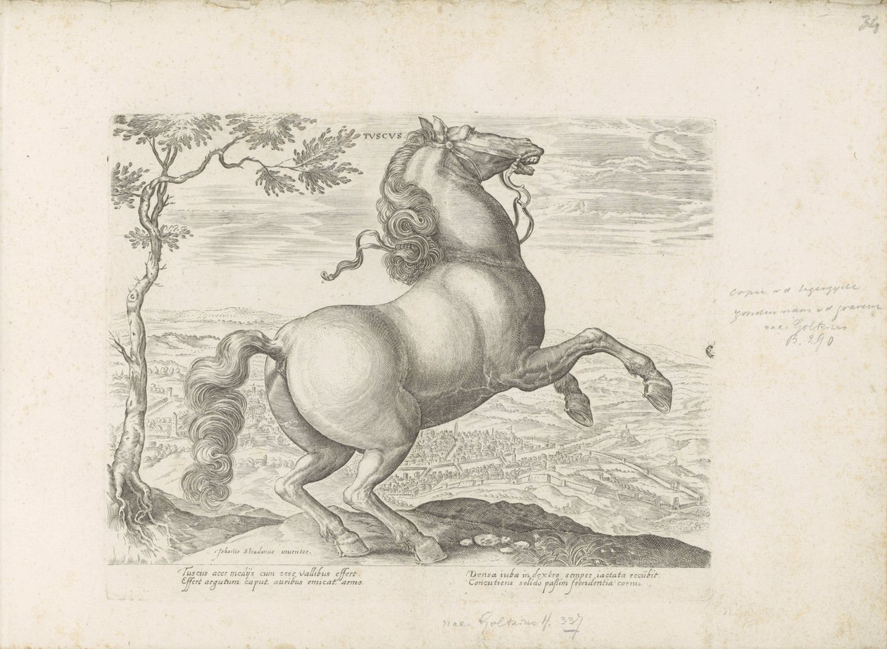 Paard uit Toscane Toscana (título no objeto) O cavalo, no qual todos os tipos de nobres: o comportamento de cavalos distintos de várias partes do mundo selecionado (...) (título da série no objeto) de Anonymous