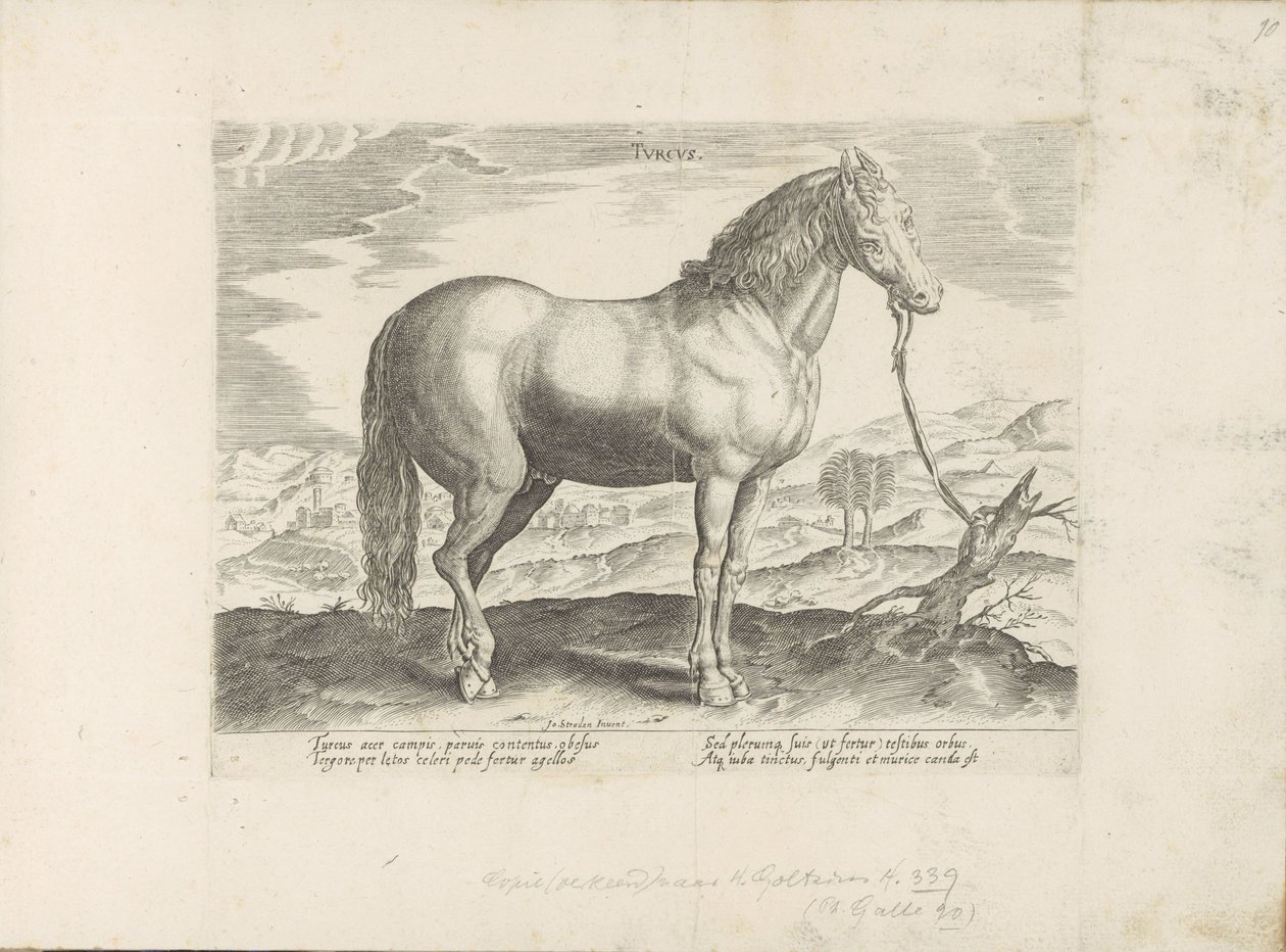 Cavalo da Turquia
Turcus (título sobre o objecto)
Raças de cavalos dos estábulos reais de Don Juan da Áustria (título da série)
Equile, in quo omnis generis generosissi: morum equorum ex varijs orbis partibus insignis delectus (...) (título da série sob de Anonymous