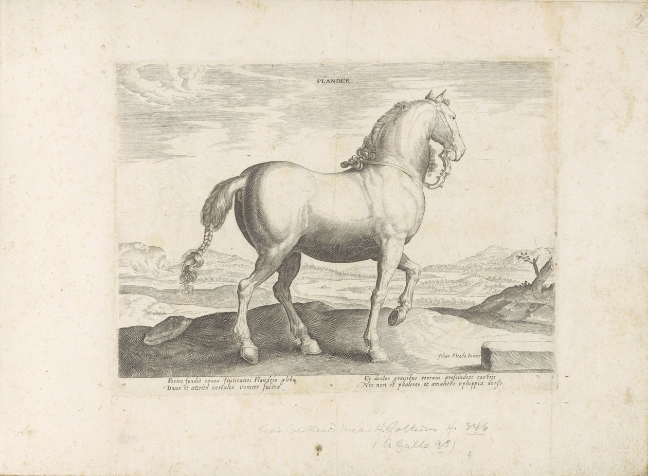 Paard uit Vlaanderen Flandres (título no objeto) Paardenrassen uit de Koninklijke stallen van Don Juan van Oostenrijk (título da série) O cavalo, no qual todos os tipos de nobres: o comportamento de cavalos distintos de várias partes do mundo selecionado ( de Anonymous