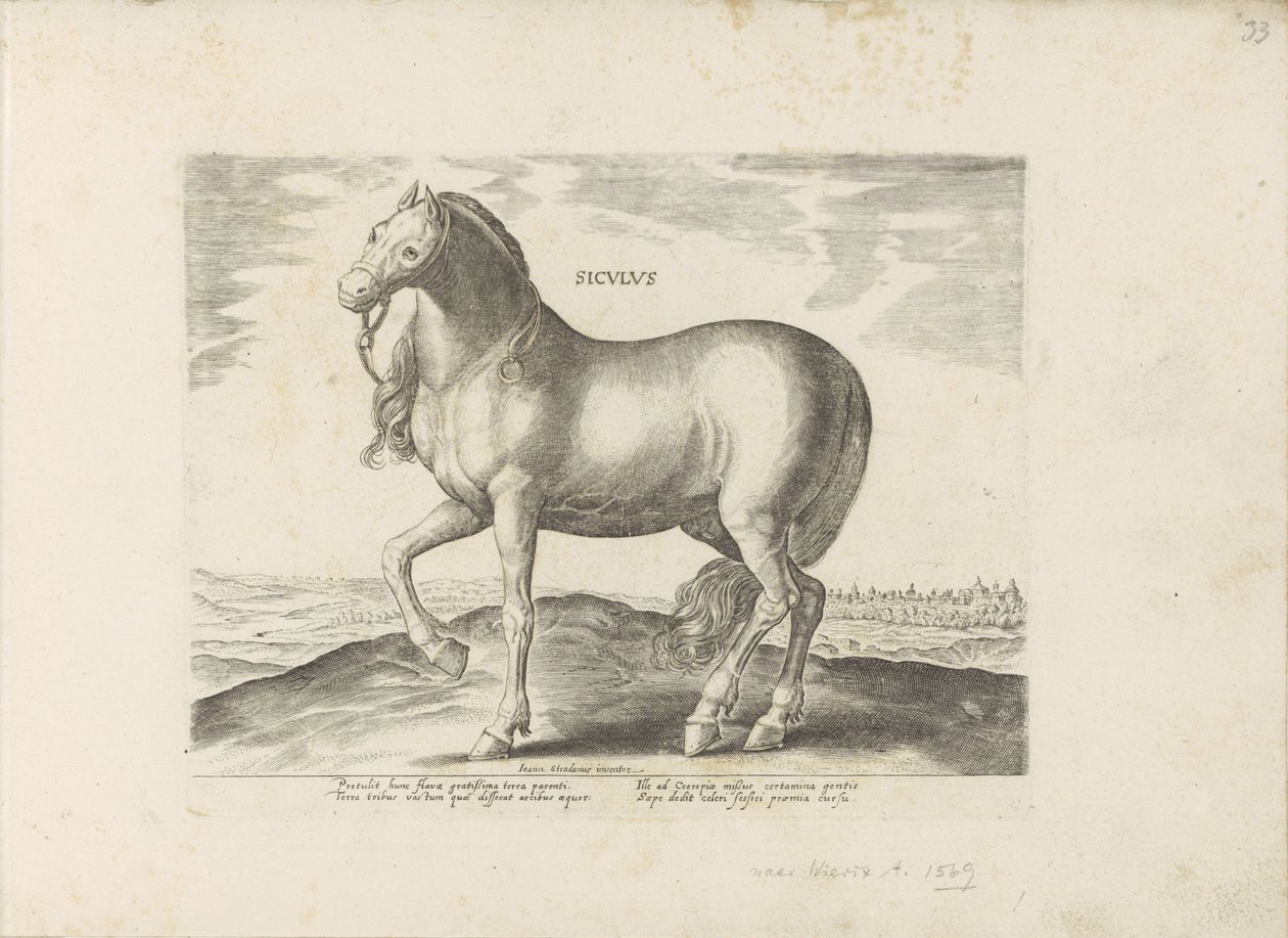 Cavalo da Sicília
Siculus (título sobre o objecto)
Raças de cavalos dos estábulos reais de Don Juan da Áustria (título da série)
Equile, in quo omnis generis generosissi: morum equorum ex varijs orbis partibus insignis delectus (...) (título da série em de Anonymous