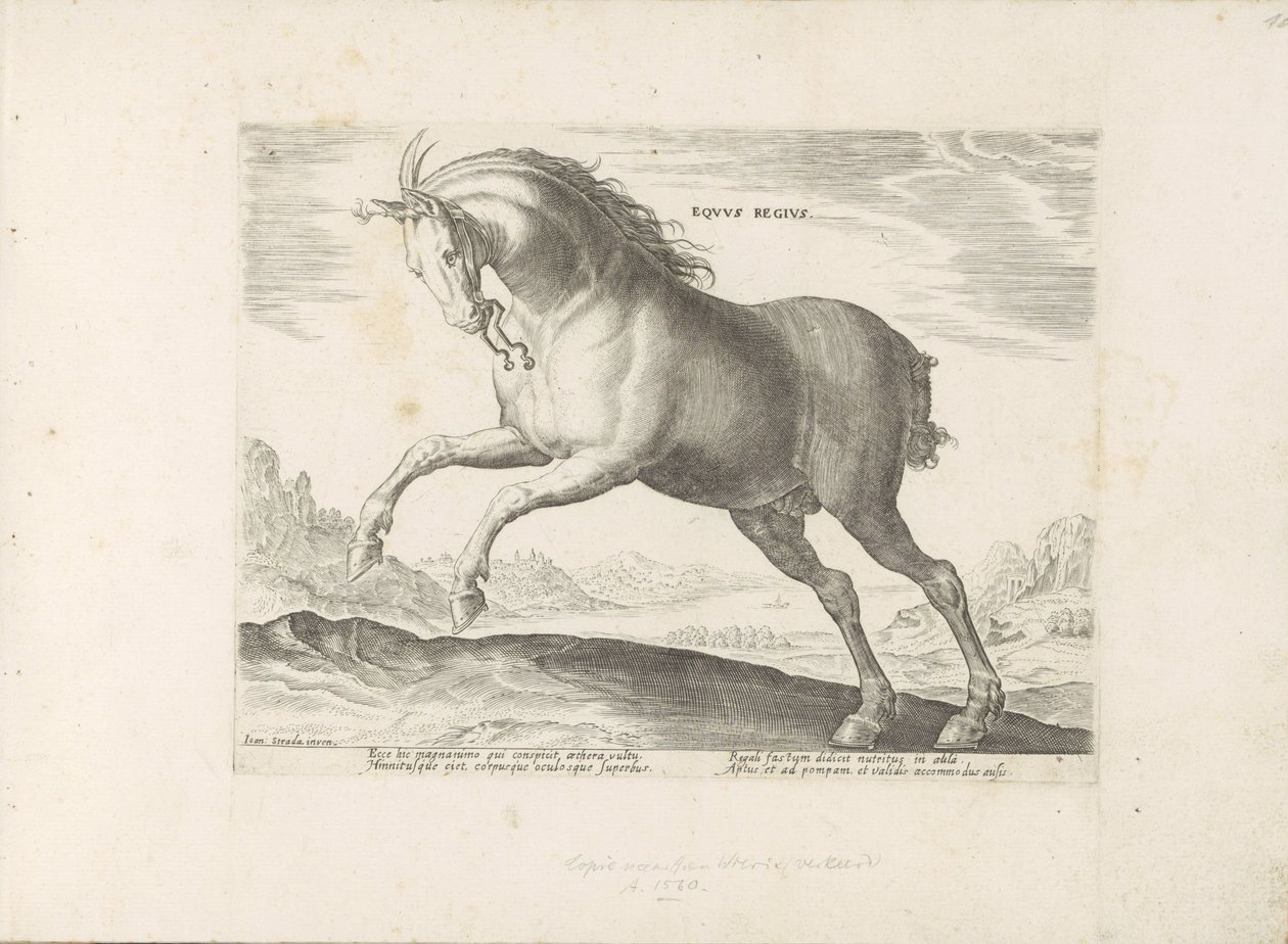Paard van het ras Royal Horse (de Koninklijke) O Cavalo Real (título no objeto) Paardenrassen uit de Koninklijke stallen van Don Juan van Oostenrijk (título da série) Um cavalo, no qual todos os tipos de nobres: distinguidos pelas maneiras de cavalos de vá de Anonymous