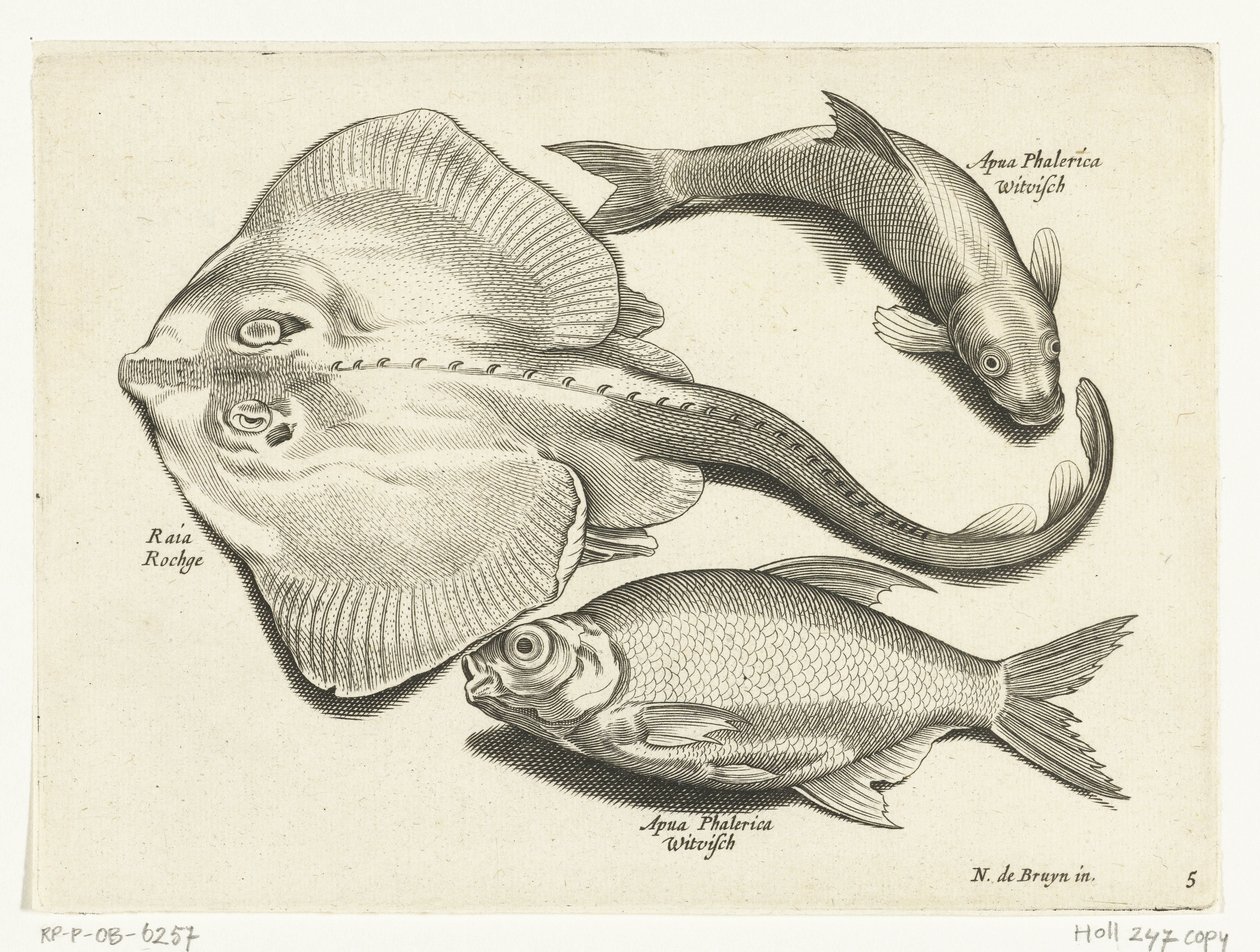Ray, dourada e peixe branco Libelivs diversos Genera piscium complectens (título da série) Peixes de água doce, peixes marinhos, sapos, crustáceos e criaturas marinhas (título da série) de Anonymous