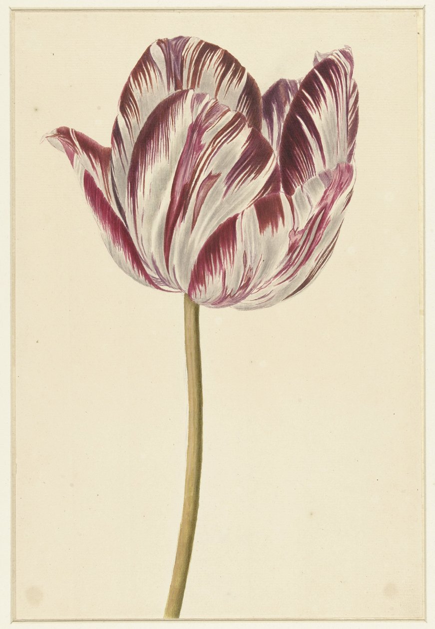 tulipa vermelho-branca de Anonymous
