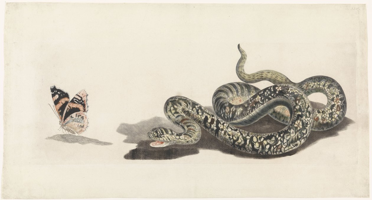 Serpente com uma borboleta de Anonymous