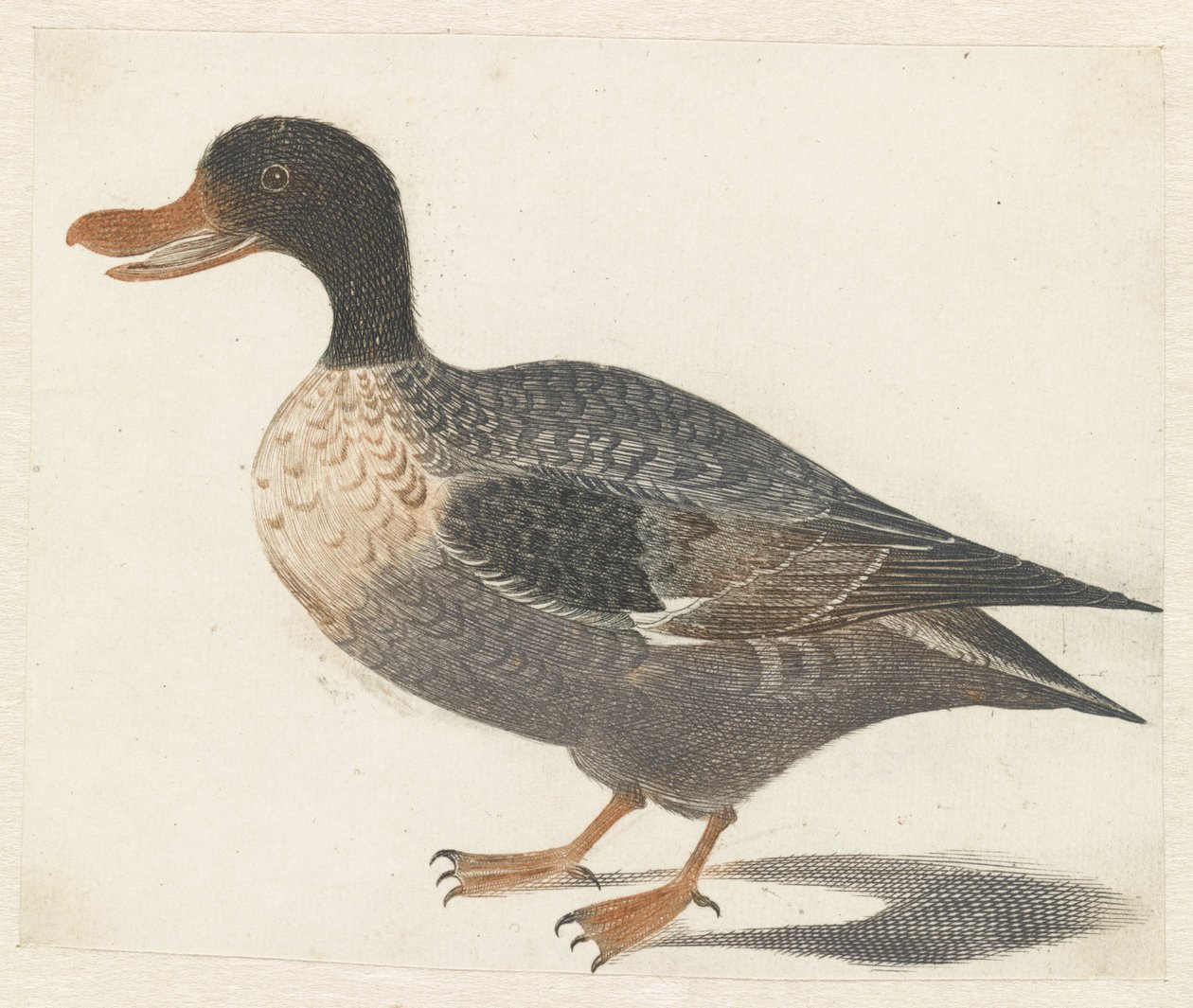 Pato de pé à esquerda de Anonymous