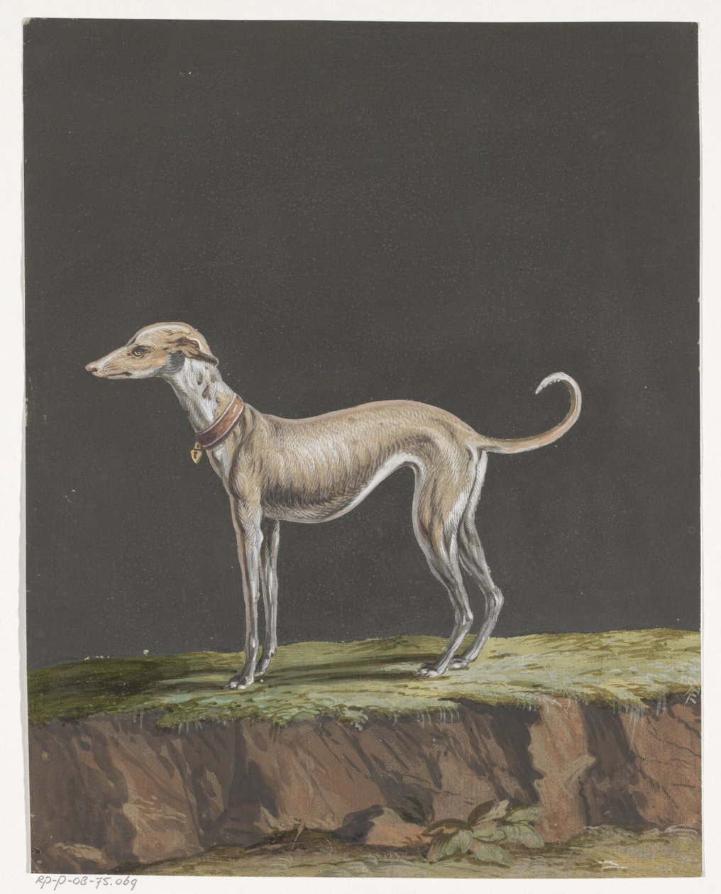 Galgo em pé à esquerda de Anonymous