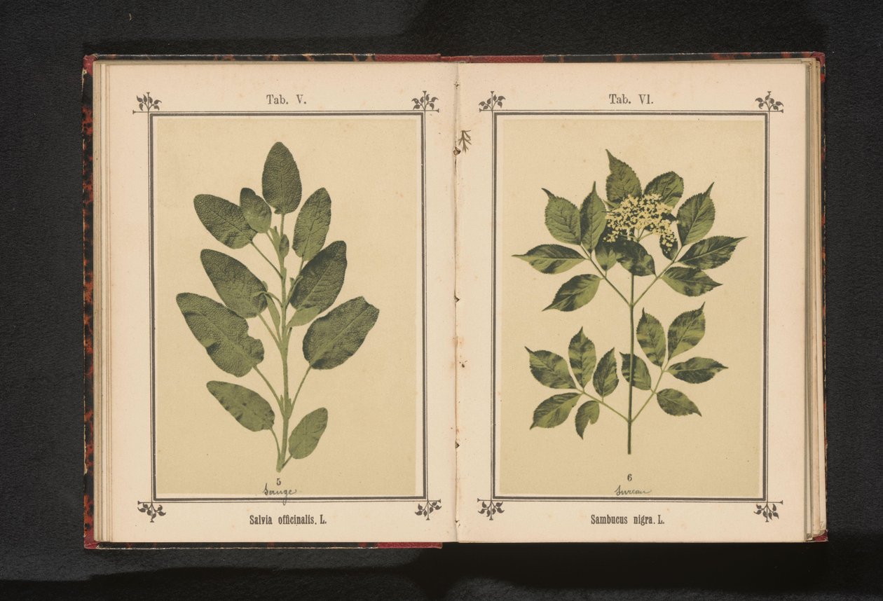 Ramo de um sábio real Salvia officinalis. L. (título no objeto) de Anonymous