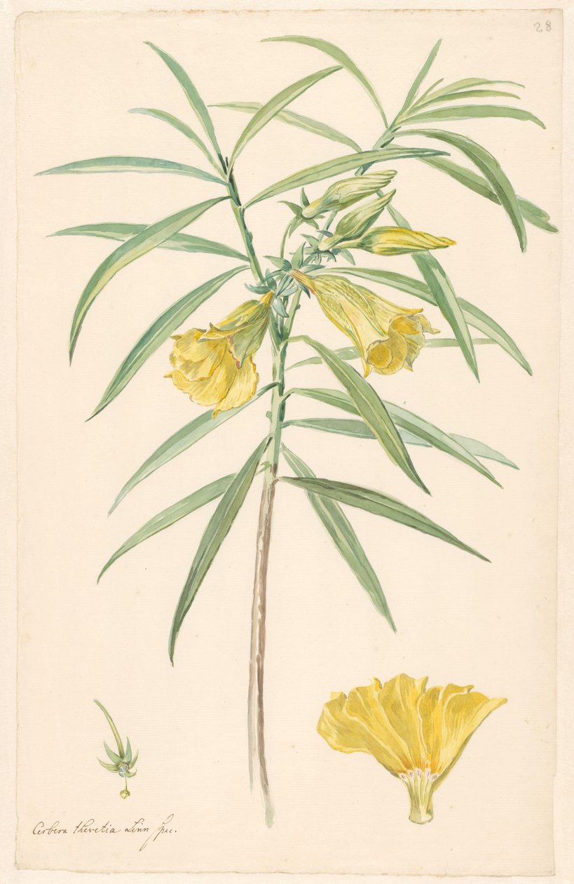 Ramo de uma flor amarela (tipo de lírio) com detalhes de pistilo e flor de Anonymous