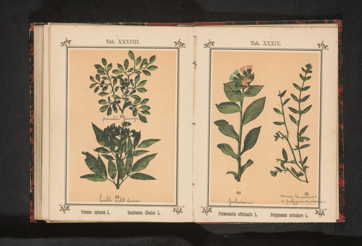 Ramo de um abrunheiro e um ancião de erva Prunus spinosa L. Sumbucus Ebulus L. (título no objeto) de Anonymous