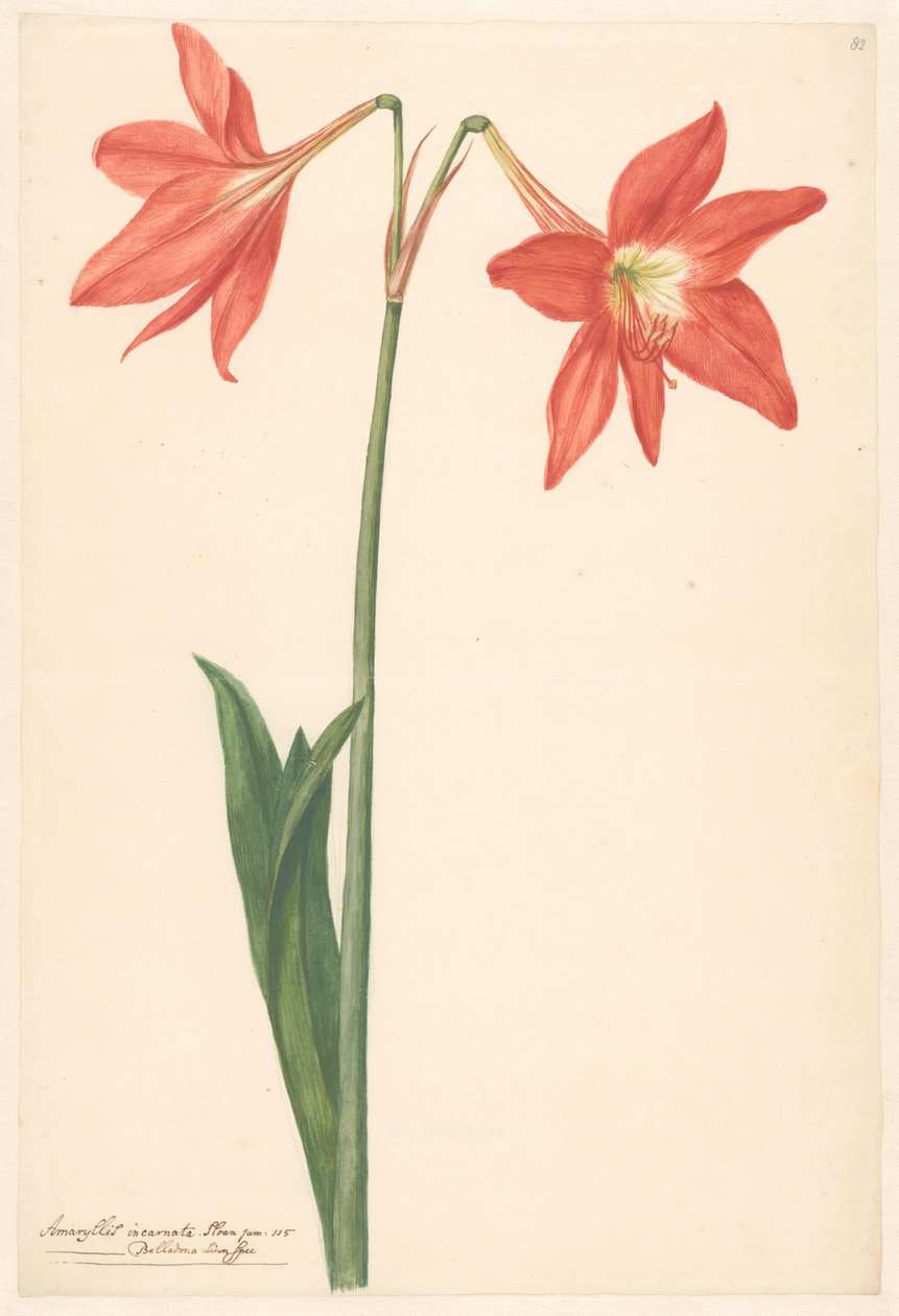 Ramo de amaryllis vermelho de Anonymous