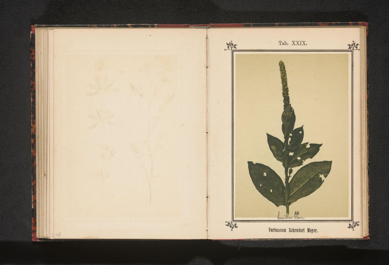 Toorts
Verbascum Schraderi Meyer (título sobre o objecto) de Anonymous