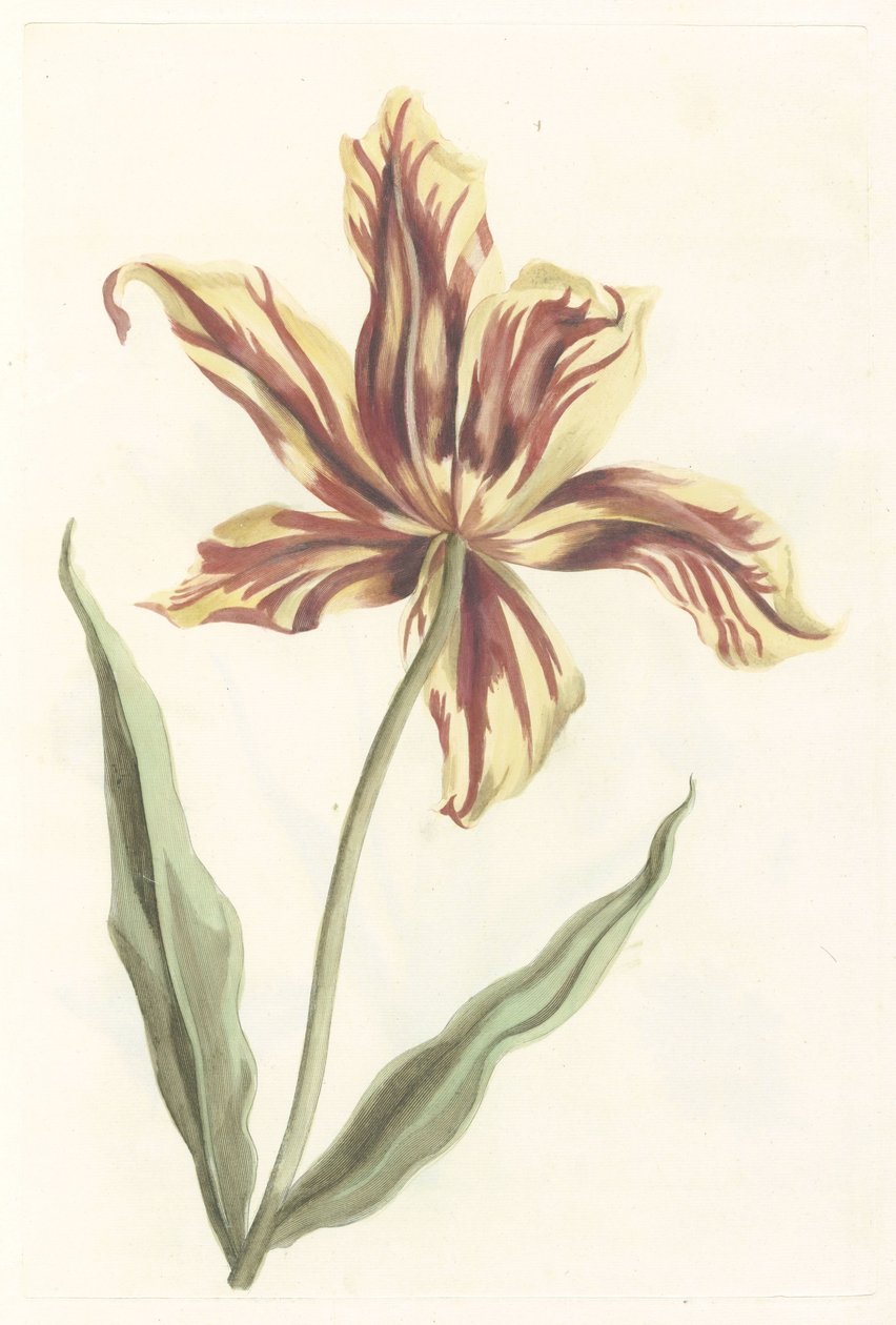 Tulip de Anonymous