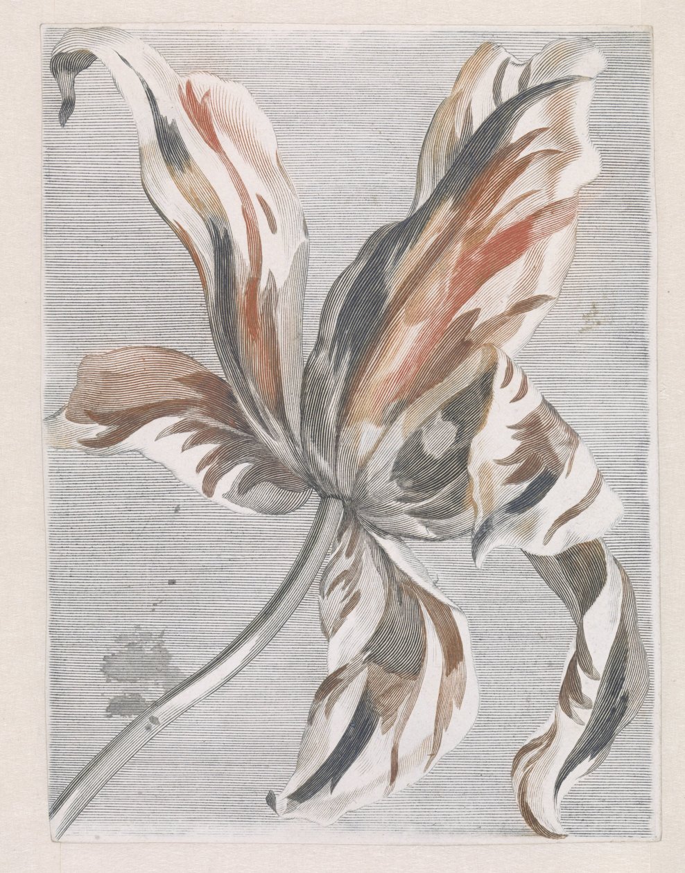 Tulip de Anonymous