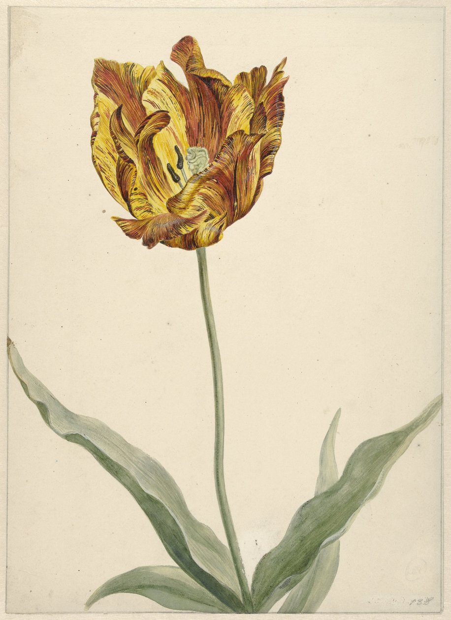 Tulip de Anonymous