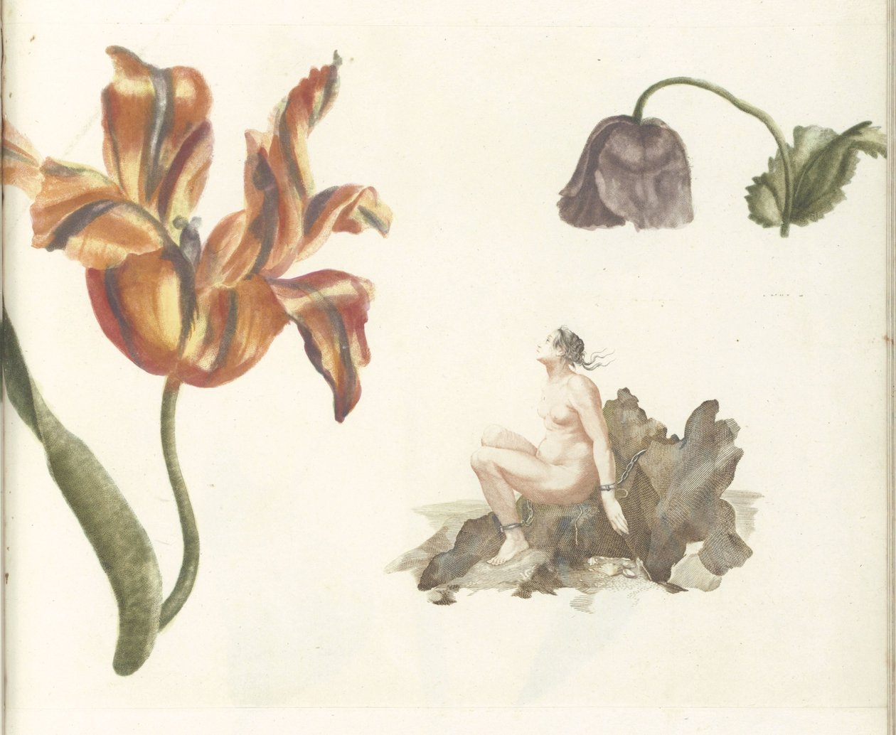 Tulipa, papoula e Andrômeda de Anonymous
