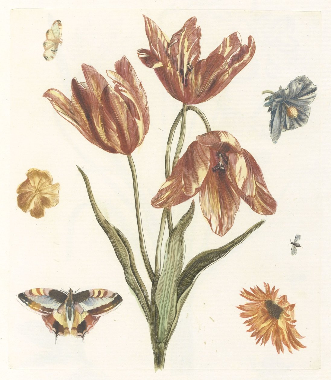 Tulipas, outras flores, borboletas e uma mosca de Anonymous