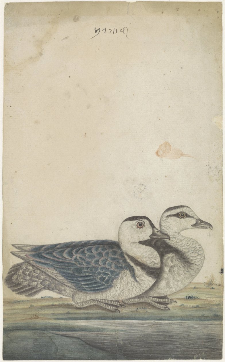 Dois patos de Anonymous