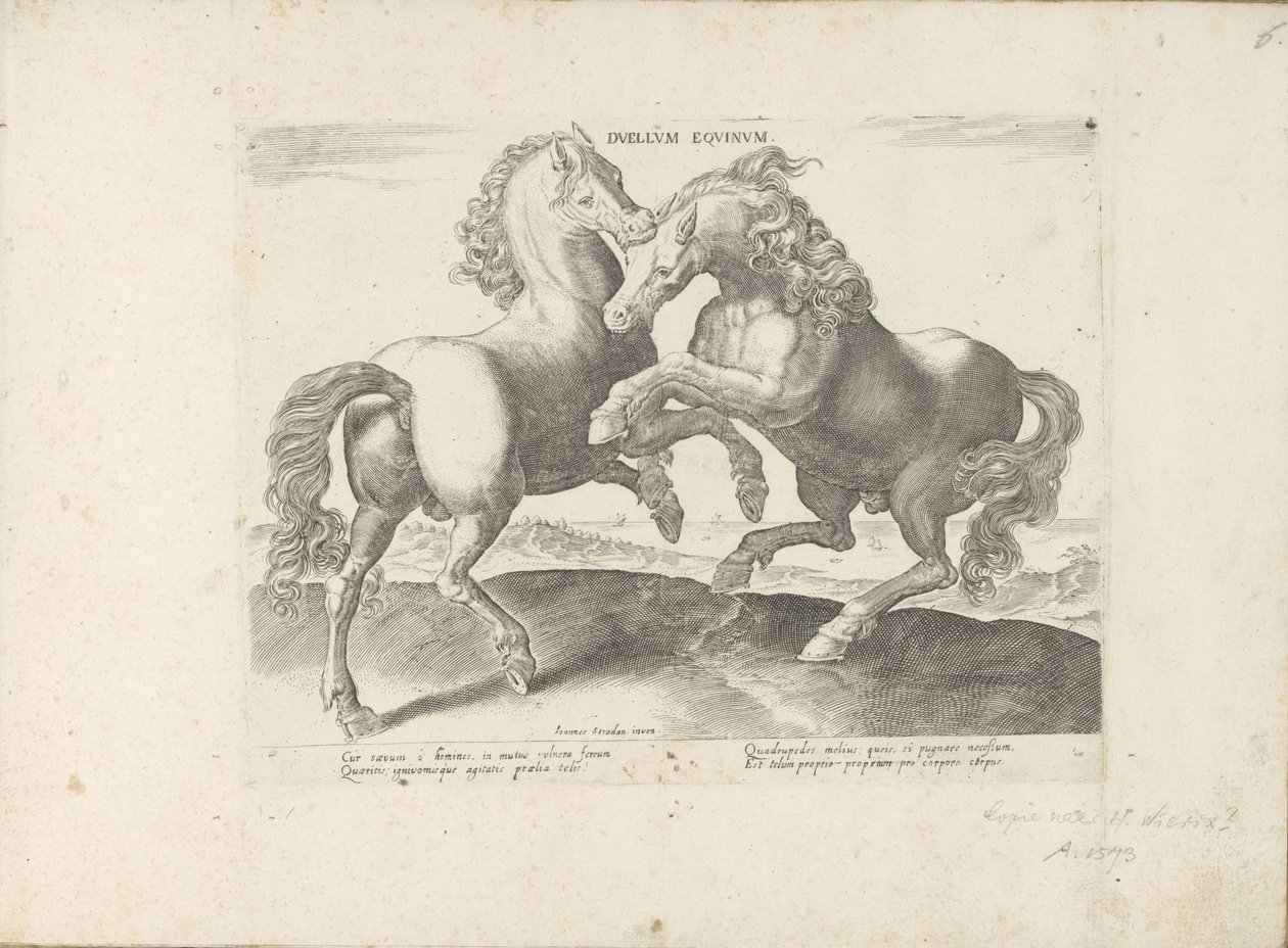 Twee vechtende paarden Duelo de Cavalos (título no objeto) O cavalo, no qual todos os tipos de nobres: o comportamento de cavalos distintos de várias partes do mundo selecionado (...) (título da série no objeto) de Anonymous