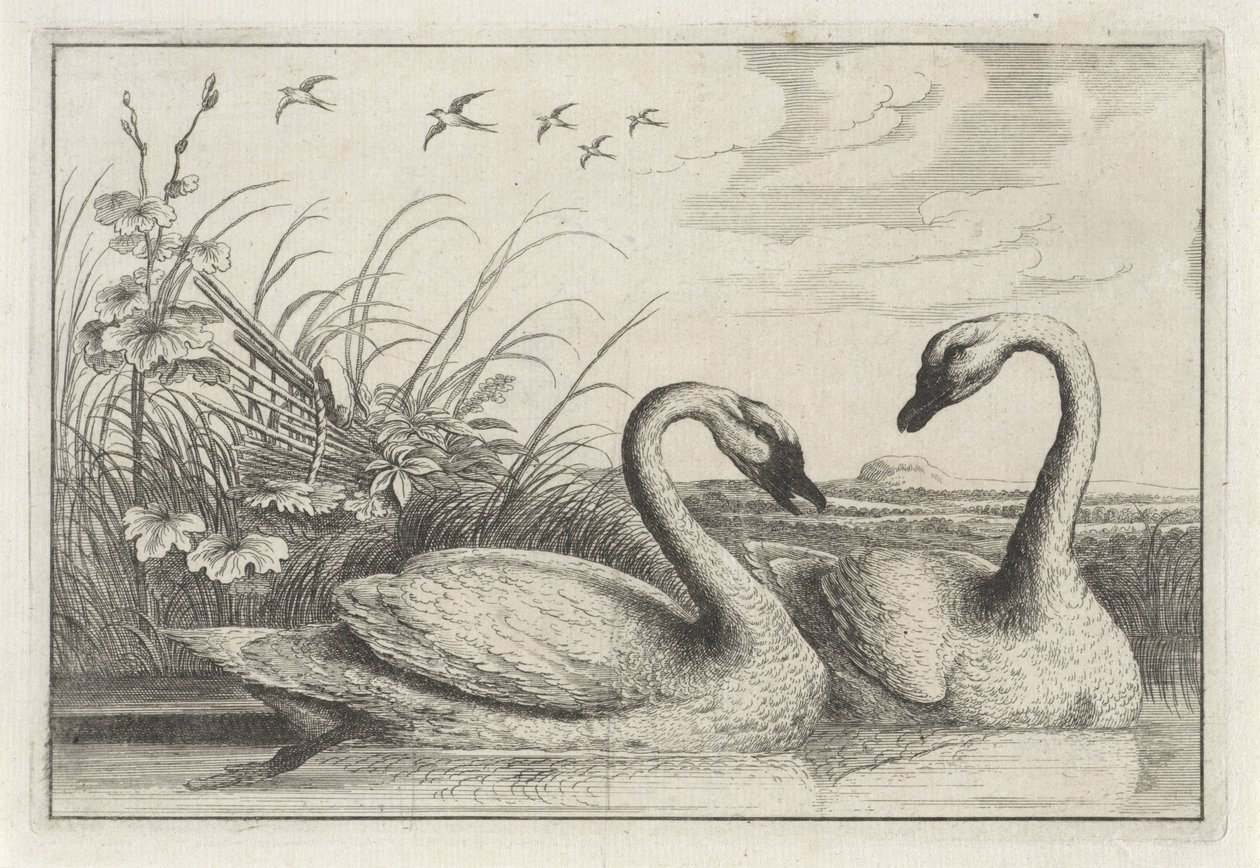 Dois cisnes
Diversae avium species (título da série)
Várias aves (título da série) de Anonymous