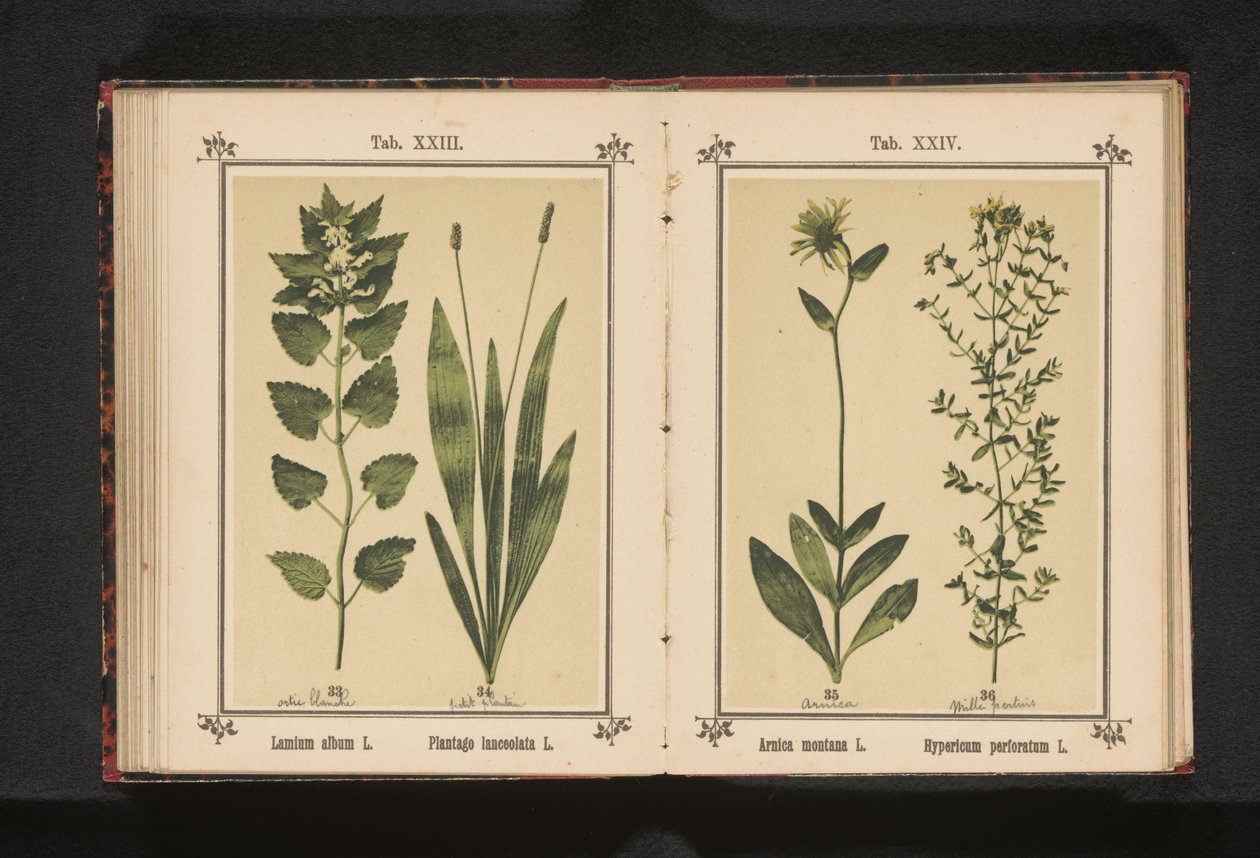 Erva de rama e erva de São João
Arnica montana L. Hypericum perforatum L. (título sobre o objecto) de Anonymous