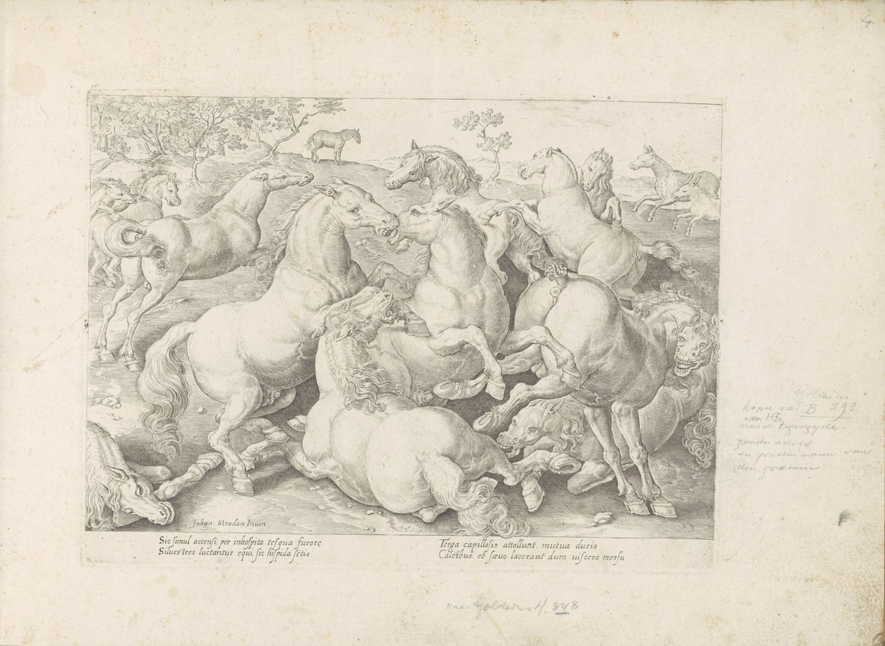 Vechtende paarden O cavalo, no qual todos os tipos de nobres: o comportamento de cavalos distintos de várias partes do mundo selecionado (...) (título da série no objeto) de Anonymous