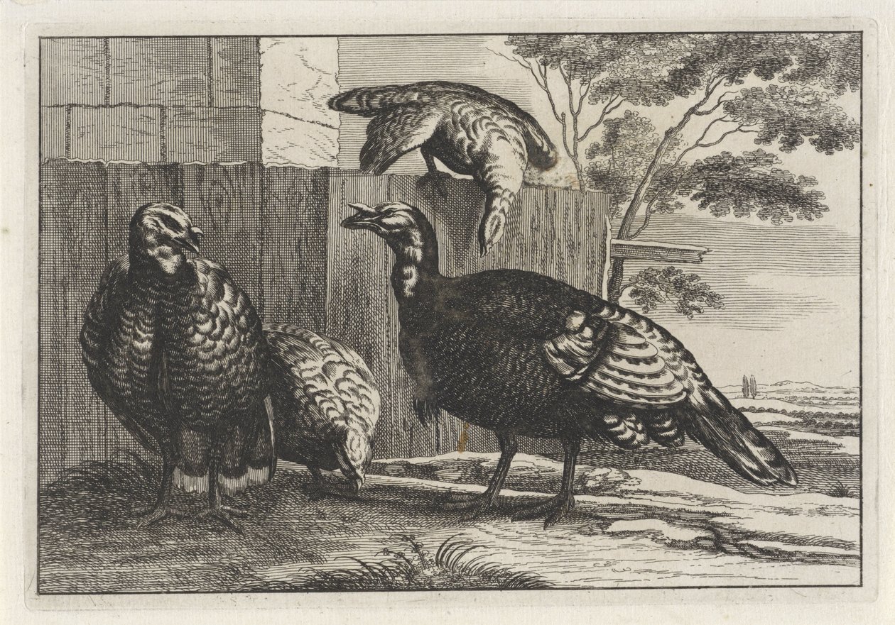 Quatro perus
Diversae avium species (título da série)
Várias aves (título da série) de Anonymous