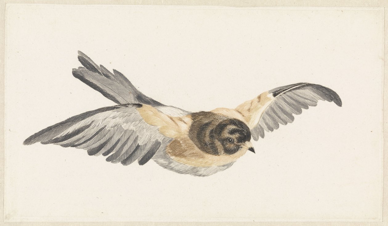 Pipa voadora (Fringilla montifringilla) de Anonymous