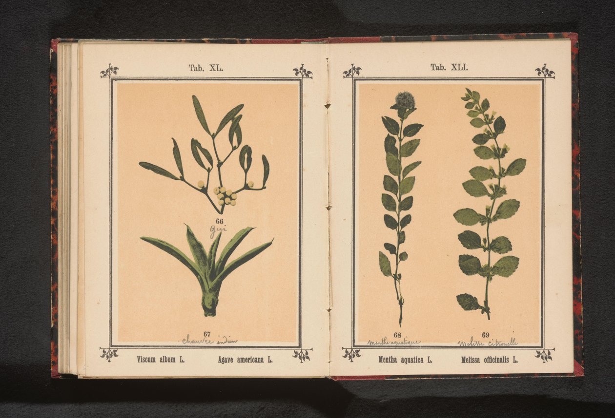 Água de menta e erva-cidreira Mentha aquatica L. Melissa officinalis L. (título no objeto) de Anonymous