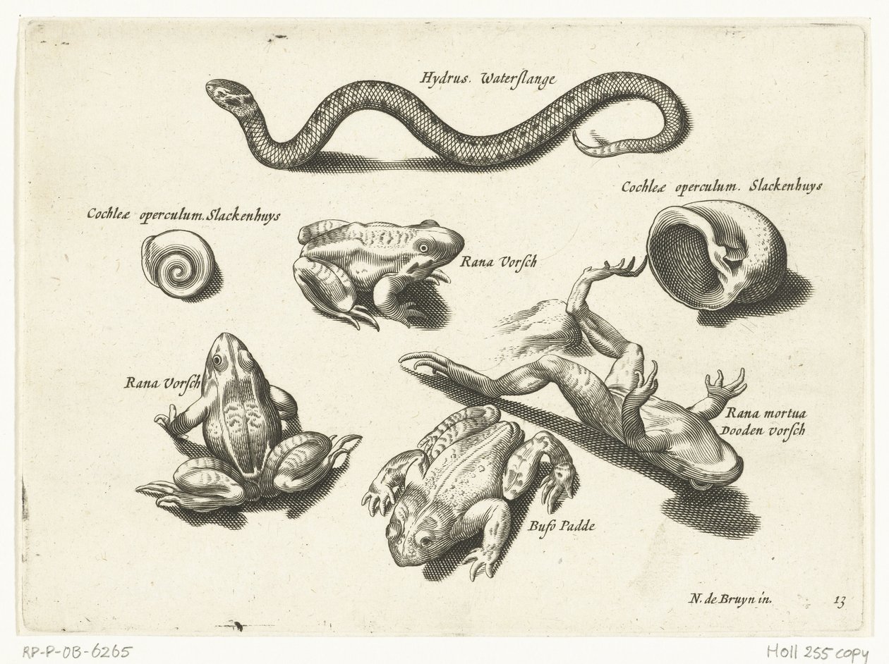 Cobra de água, rãs e sapos Libelivs diversos Genera piscium complectens (título da série) Peixes de água doce, peixes marinhos, sapos, crustáceos e criaturas marinhas (título da série) de Anonymous
